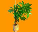 ইন্সুলিন প্লান্ট/ Insulin plant (১ টি প্যাকেটে ২ টি চারা) - Image 2