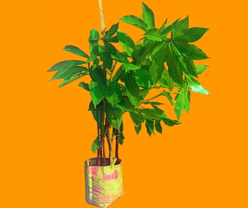 ইন্সুলিন প্লান্ট/ Insulin plant - Image 2