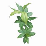 ইন্সুলিন প্লান্ট/ Insulin plant (১ টি প্যাকেটে ২ টি চারা) - Image 3
