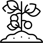 বিদেশি ফলের চারা