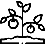 ফলের চারা