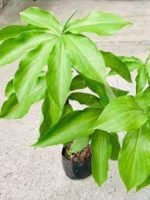 ইন্সুলিন প্লান্ট/ Insulin plant (১ টি প্যাকেটে ২ টি চারা) - Image 6