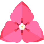 Bougainvillea
