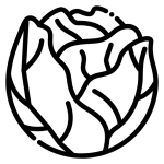 সবজি চারা