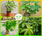 কম্বো অফার ( ইনসুলিন প্লান্ট + করোসল প্লান্ট + ননি ফল গাছ) - Image 4