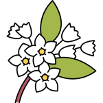জুঁই ফুল