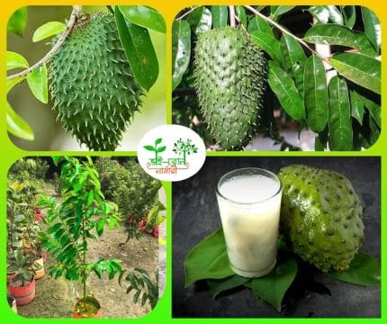করসল মাতৃ কলম চারা / Soursop grafting plant