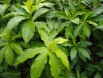 ইন্সুলিন প্লান্ট/ Insulin plant (১ টি প্যাকেটে ২ টি চারা) - Image 4