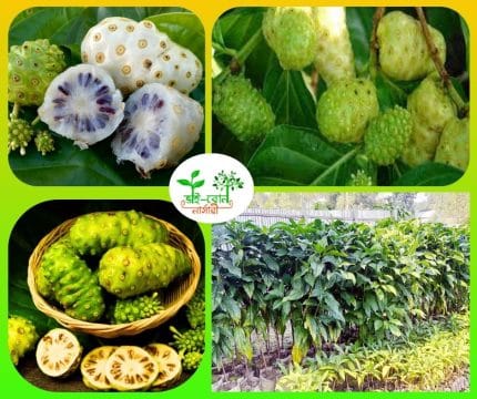 ননি ফলের চারা / Noni fruit plant