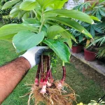 ইন্সুলিন প্লান্ট/ Insulin plant (১ টি প্যাকেটে ২ টি চারা) - Image 5