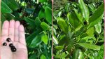 অল স্পাইস / All Spices - Image 2
