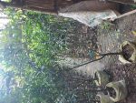ভিয়েতনামি বারোমাসি মাল্টা মাতৃ কলম চারা/Vietnami Baromasi Malta - Image 2