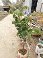 কামরাঙ্গা মাতৃ কলম চারা /Carambola - Image 2