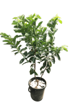 তাইওয়ান পিংক পেয়ারা মাতৃগাছ/ Taiwan pink guava Mother plant - Image 2