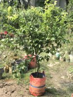 ম্যালিনা চেরি মাতৃগাছ / Malina cherry Mother plant - Image 2