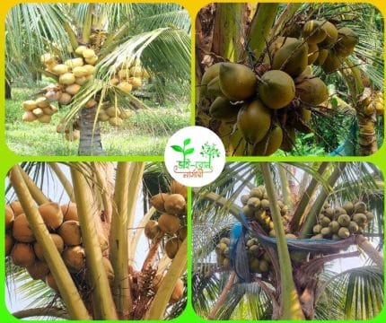 ভিয়েতনামি নারিকেল চারা সিয়াম বুলু /Vietnami Coconut Siam Blue