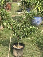 থাই পটল ছবেদা মাতৃগাছ/ Thai Long sofeda Mother Plant - Image 2