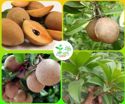 দেশি ছবেদা/Deshi Chobeda