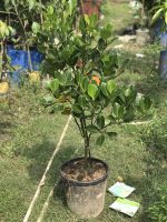 মাতৃগাছ ভিয়েতনামি লাল কাঠাল/Vietnam Red Jackfruit Mother Plant - Image 2