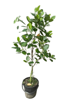 মাতৃগাছ ভিয়েতনামি বারোমাসি পিংক কাঠাল/Vietnam pink Jackfruit Mother Plant - Image 3