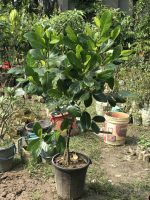 মাতৃগাছ ভিয়েতনামি বারোমাসি পিংক কাঠাল/Vietnam pink Jackfruit Mother Plant - Image 2