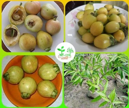 গোলাপজাম মাতৃ কলম চারা / Rose-apple Plant