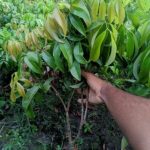 বেদেনা লিচু মাতৃকলম চারা/ Bedena Lichi - Image 2