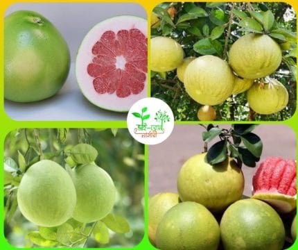জাম্বুরা মাতৃ কলম চারা / Pomelo Fruit