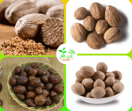 জয়ফল /Myristic