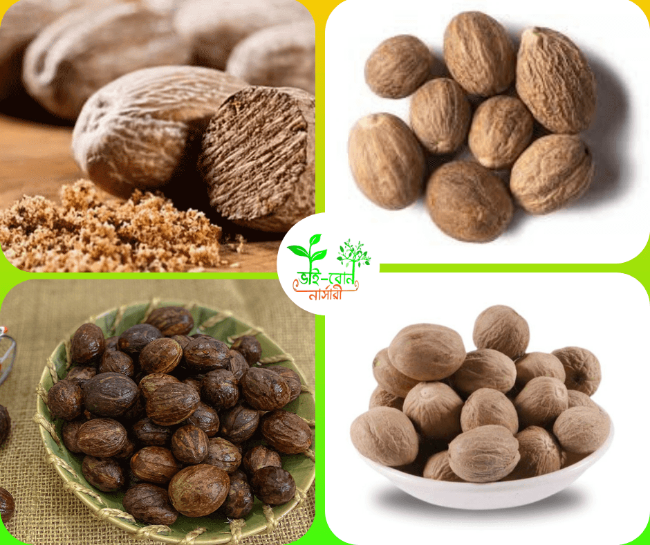 জয়ফল /Myristic