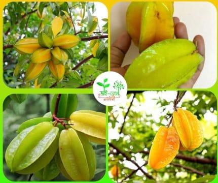 কামরাঙ্গা মাতৃ কলম চারা /Carambola
