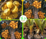 কেরালা নারিকেল / Kerala Coconut