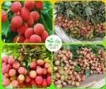 মোজাফফর লিচু মাতৃ কলম চারা/Mojaffar Lichi