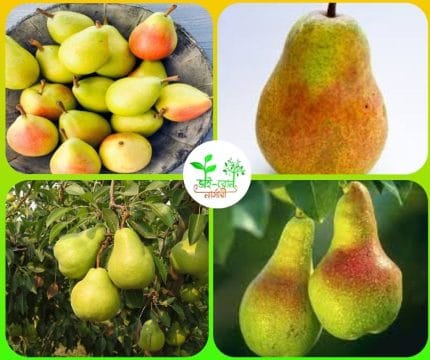 নাসপাতি মাতৃ কলম চারা  /Asian pear