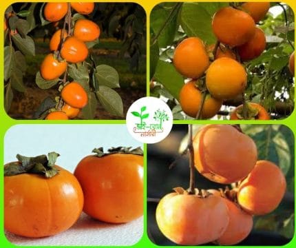 পার্সিমন মাতৃ কলম চারা /Parsiman Grafting plant