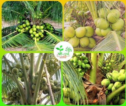 ভিয়েতনামি সিয়াম গ্রিন জাতের নারিকেল চারা/Vietnami Siam Green Coconut
