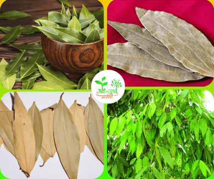 তেজপাতা মাতৃকলম চারা /Tejpata grafting Plant