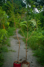 লাল আমলকি মাতৃ কলম চারা/ Amla red - Image 2