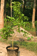 মেনিলা চেরি মাতৃ কলম চারা/Menila Cherry - Image 2