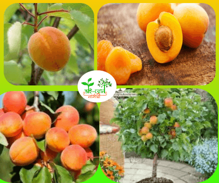 আফ্রিকট ফল মাতৃকলম চারা/Africot Fruit