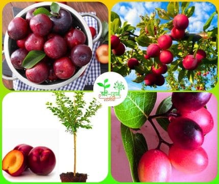 আলুবোখারা মাতৃকলম চারা / Common Plum Mother Plant