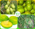 বারোমাসি আমড়া মাতৃকলম চারা / baromashi amra tree