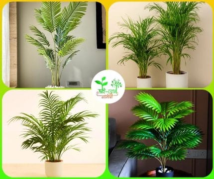 আরেকা প্লাম /Areka Plam