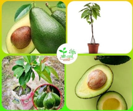 এভোকাডো মাতৃ কলম চারা/ Avocado