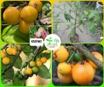 বারাব্বা চারা/ Barabba