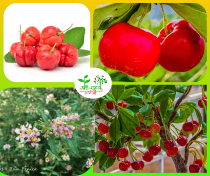 বার বা ডোস চেরি মাতৃ কলম চারা/ Bar ba Dos Cherry