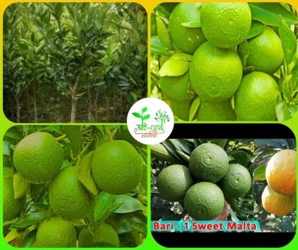 বারি-১ মাল্টা / Bari 1 Malta