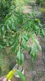 বারোমাসি আমড়া মাতৃকলম চারা / baromashi amra tree - Image 2
