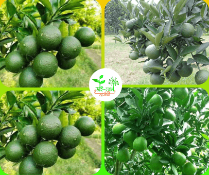 ভিয়েতনামি বারোমাসি মাল্টা মাতৃ কলম চারা/Vietnami Baromasi Malta