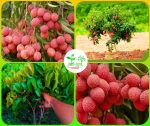 বেদেনা লিচু মাতৃকলম চারা/ Bedena Lichi